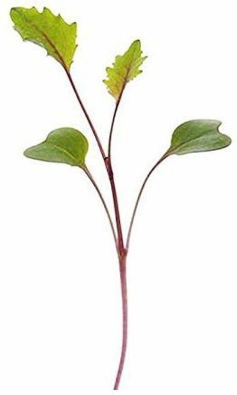 Qualtivate ™ Knol Rabi- Knol Khol (Purple) Microgreen Seeds-90 Seed Seed  (90 per packet)