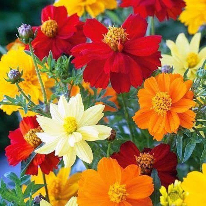 CYBEXIS Cosmos Hybrid Flower Flower seeds Seed  (25 per packet)