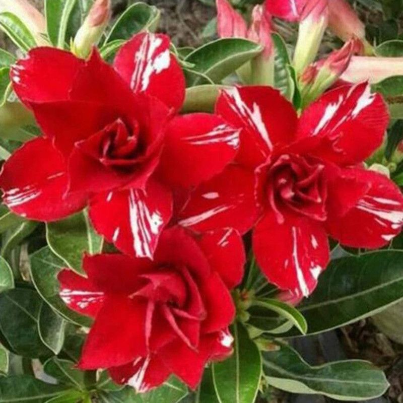 PEARL ™ Desert Rose Seeds for Garden - Adenium Seed(50 Seeds) Seed  (50 per packet)