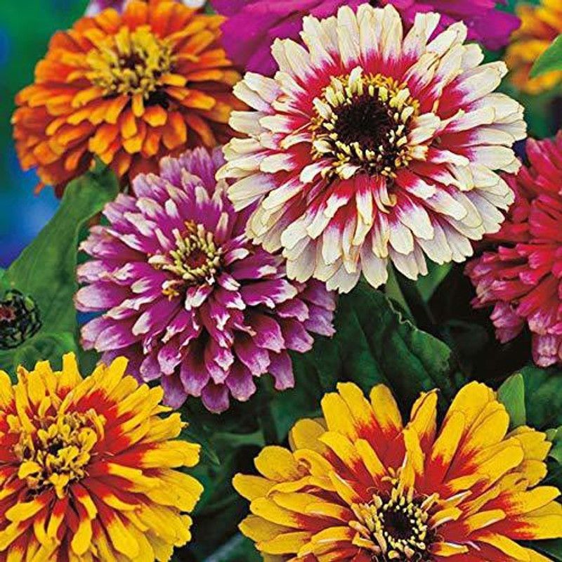 CYBEXIS Zinnia" Exotic Mixed" Rare Ornamental Flower seeds Seed  (25 per packet)
