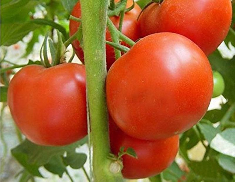 gardenupp Tomato Seed  (260 per packet)