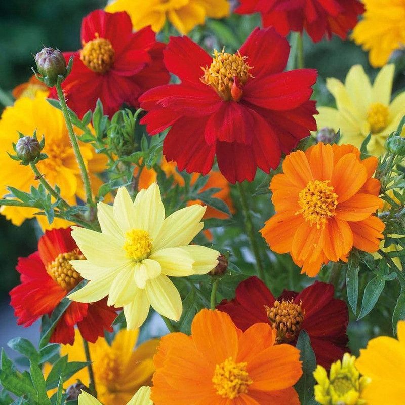 CYBEXIS Cosmos Sulphureus Brightness Mix Seeds Seed  (1 g)