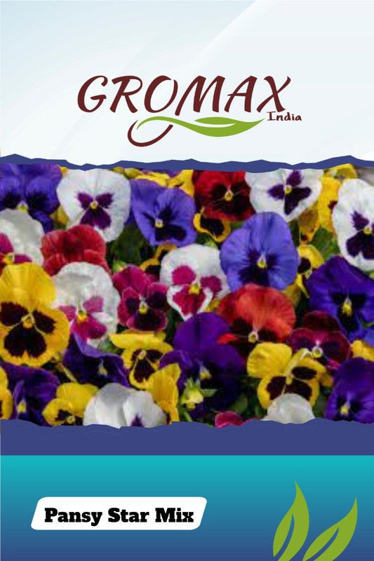 Gromax India Pansy Star Mix Seed  (40 per packet)