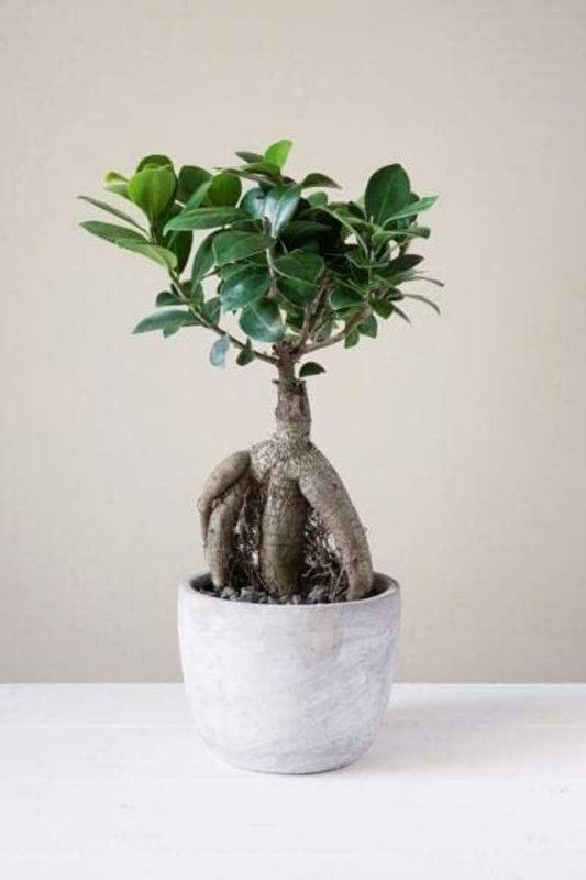 Flora Solutions Ficus Bonsai  (Hybrid, Pack of 1)
