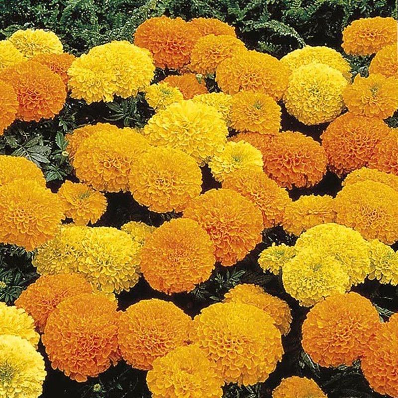 XOVO Exotic Marigold Flower Seed  (45 per packet)