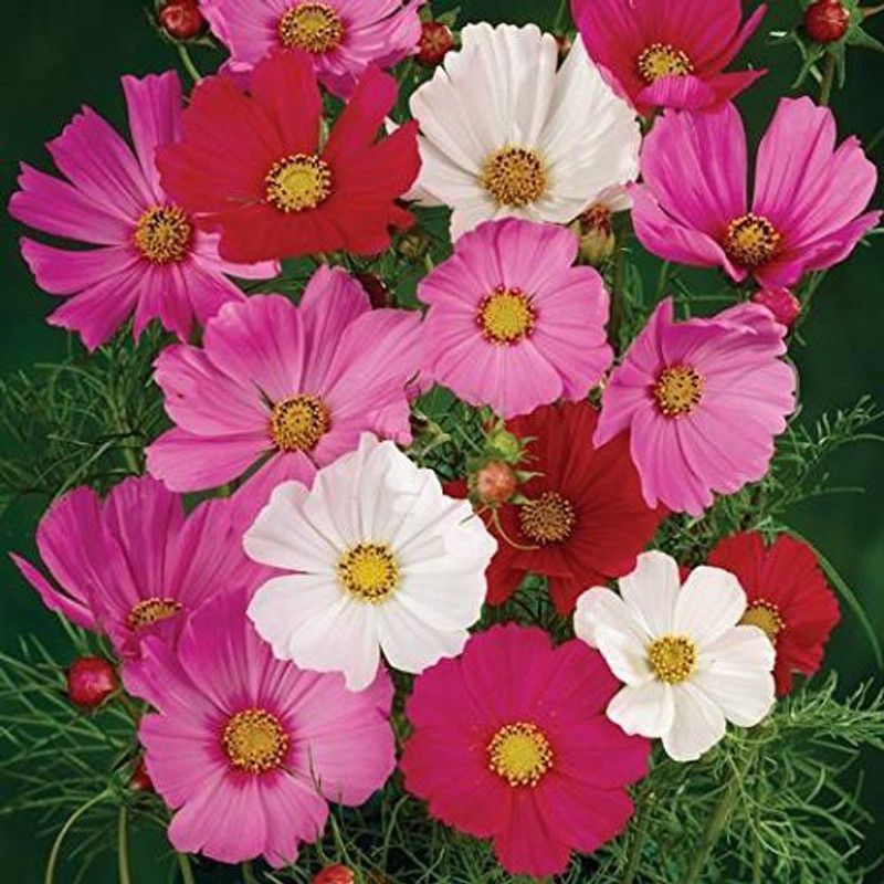 KANAYA Cosmos Mix Color Hybrid Flower Seed  (75 per packet)