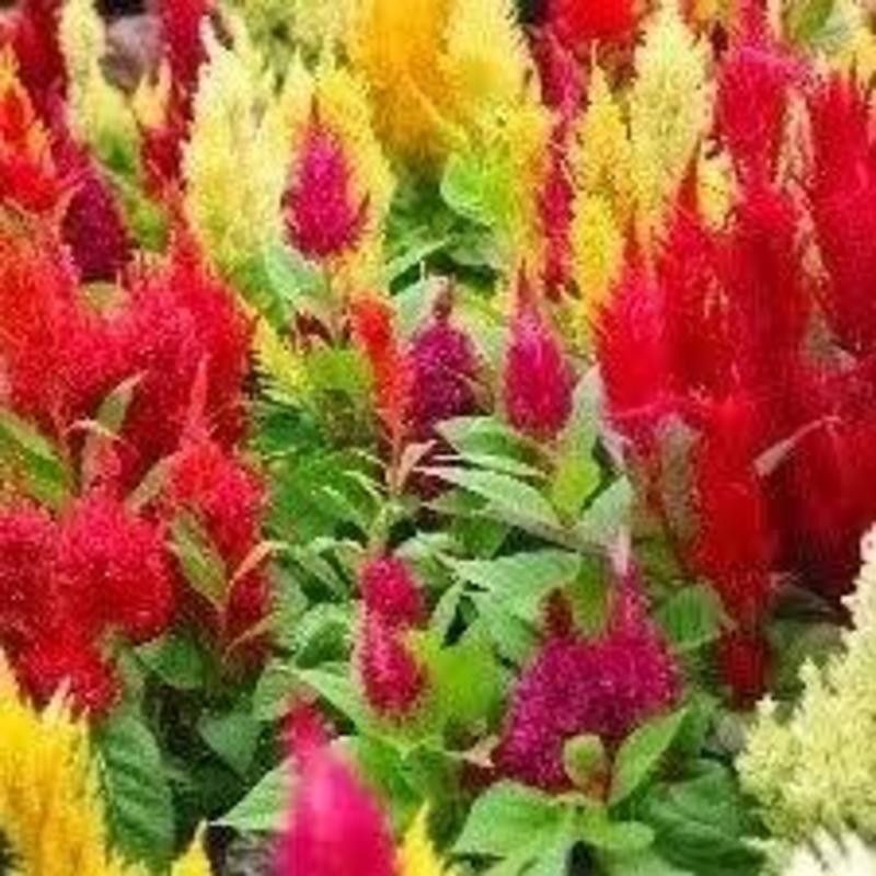 NurseryNature Celosia Plumosa Plant Hybrid Seeds Seed  (50 per packet)