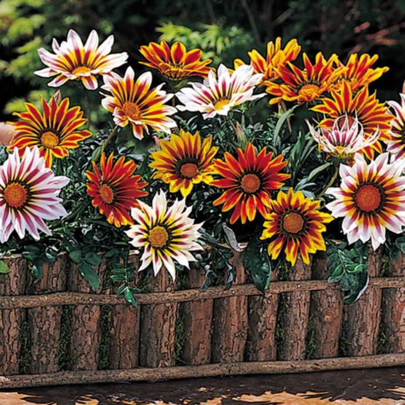 MHIMI Gazania/African Daisy Plant  (Hybrid, Pack of 1)