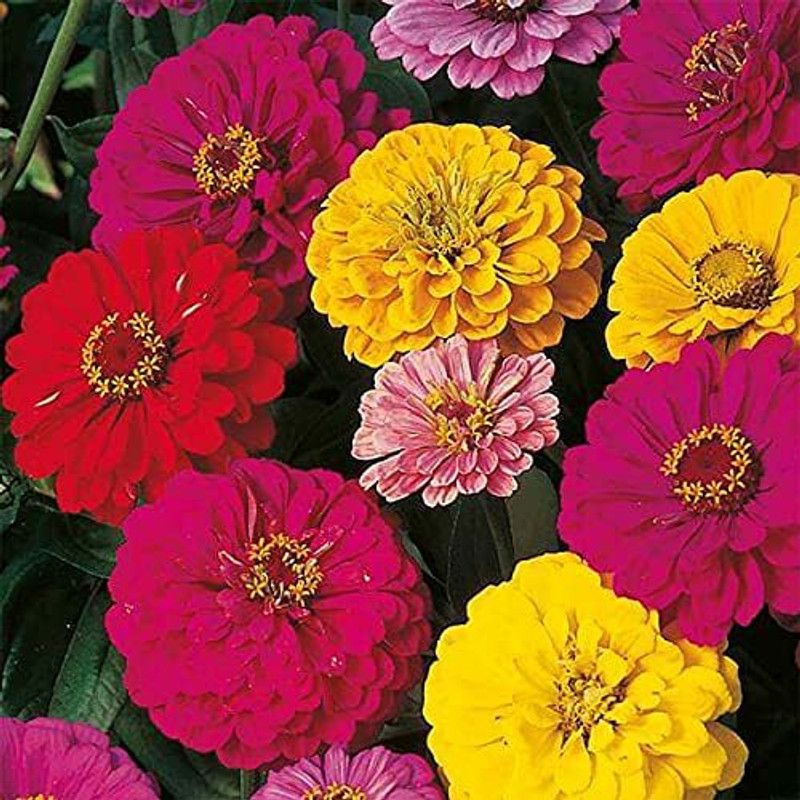 KANAYA Dahlia, Dahlia Pinnata Flower Seed Seed  (10 per packet)