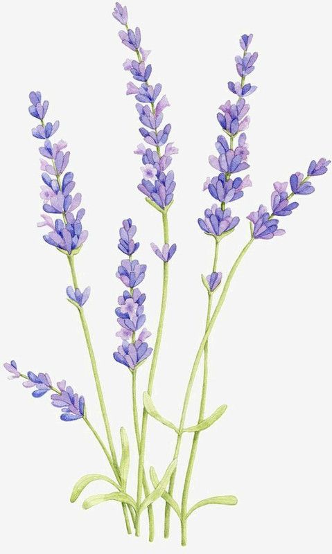 Mozette Organic lavender herb Seed  (37 per packet)