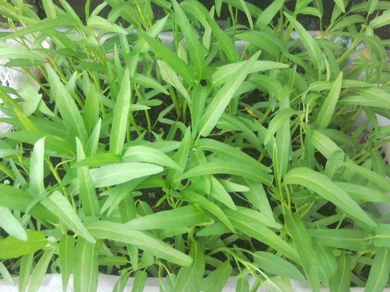 Dbbrothers kolmi shak,water spinach, Chinese Watercress seeds for garden Seed  (250 per packet)