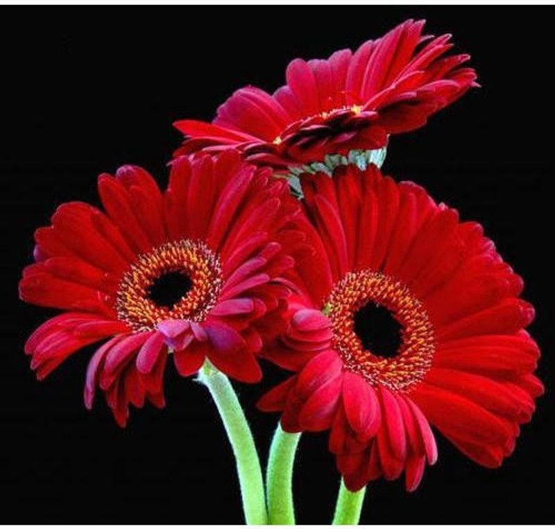 Mozette Daisy Red Flower Seed  (17 per packet)