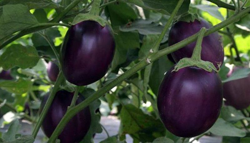 Paudha Brinjal Seed  (26 per packet)
