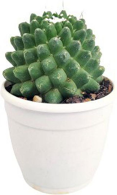 Indian Flora Barrel Cactus Plant  (Pack of 1)