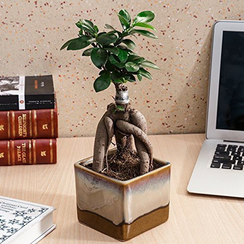 GETFLIX Ficus Bonsai Plant  (Hybrid, Pack of 1)