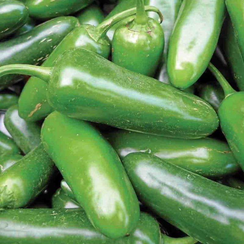 Nodoc Chilli F1 Vasuda (moti mirch) Seed  (57 per packet)