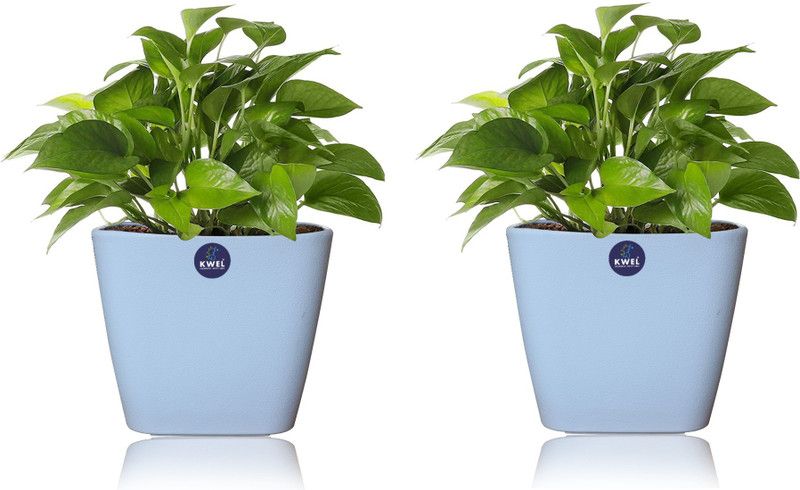 KWEL Desert plant  (Hybrid, Pack of 2)