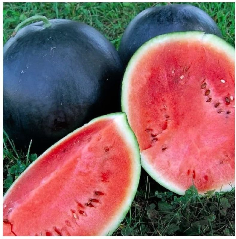 MKR Enterprises Water Melon Seed  (50 per packet)