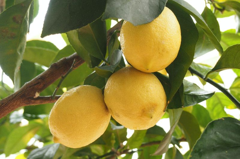 FasanGreen Lemon Plant  (Hybrid, Pack of 1)