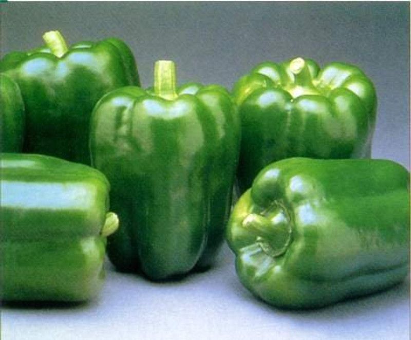 PMB Organic capsicum Seed  (15 per packet)
