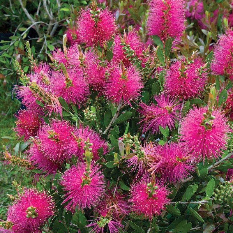 Nema Callistemon Viminalis Flower Seeds- Pink -50Pcs Seed  (50 per packet)