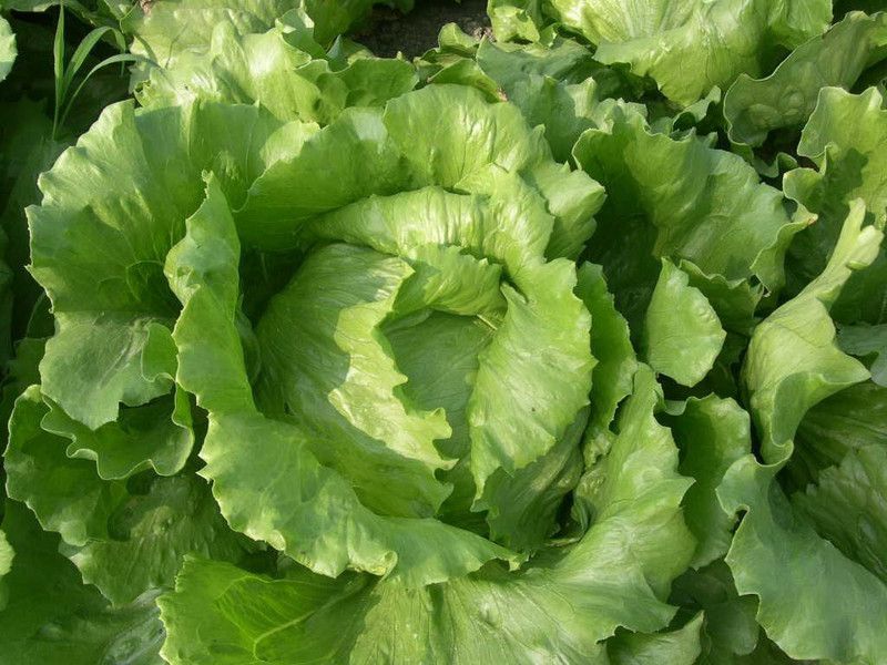 JRYU lettuce lollo rossa Seed  (80 per packet)