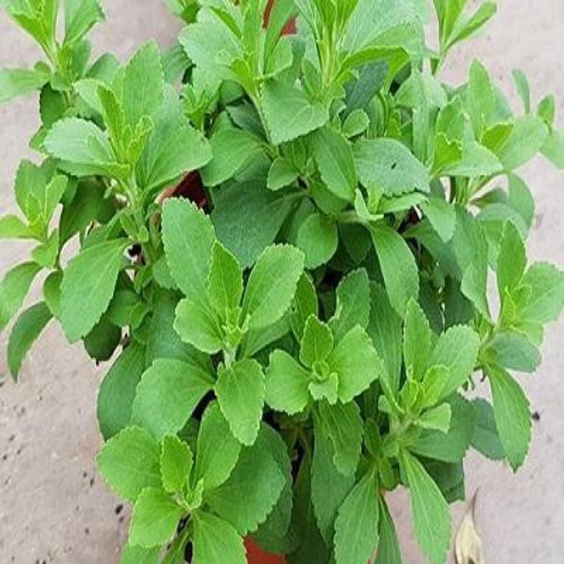 XOLDA Organic Stevia Sweet Leaves Seed  (35 per packet)