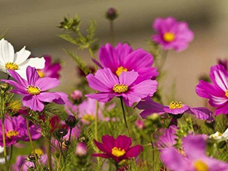 VibeX GUA-66 - Cosmos Flower F1 Hybrid - (30 Seeds) Seed  (30 per packet)