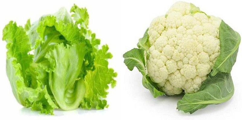 xcentax Cauliflower white large, LETTUCE ICE BERG Seed  (15 per packet)