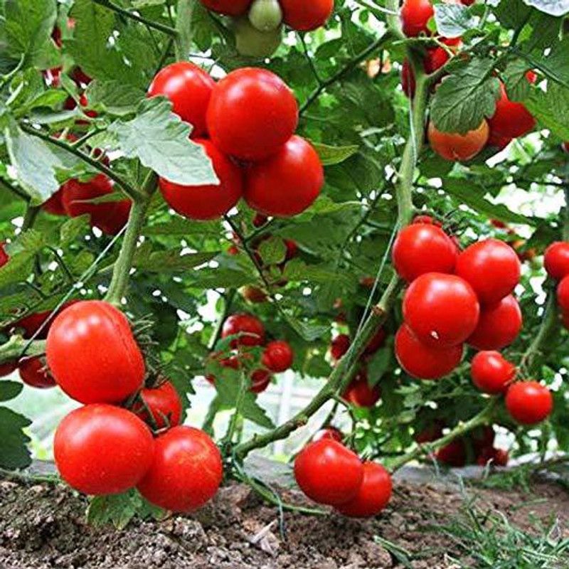 Qualtivate ™ Hybrid Cherry Tomato 1 Packet Seeds Seed  (2500 per packet)