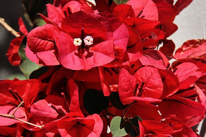 K,M.GREEN Bougainvillea Plant  (Hybrid, Pack of 1)
