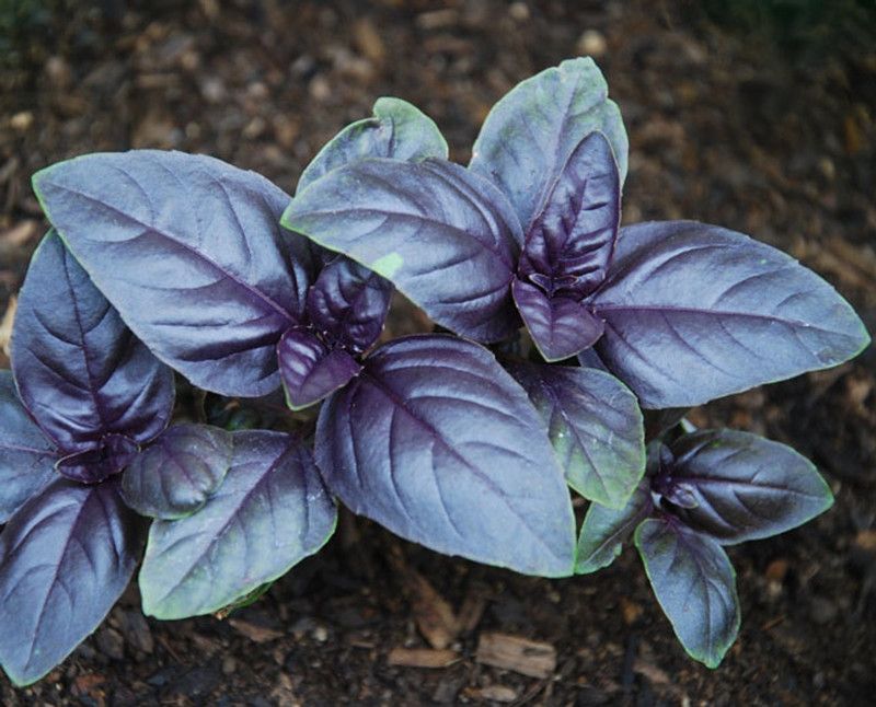 ONUS Ocimum basilicum - Amethyst Improved Basil Seed  (100 per packet)