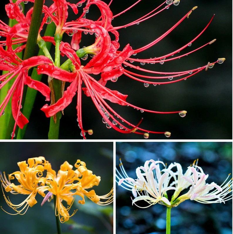 ANKAM Lycoris Lily Bulbs Multicolor Flower – Pack Of 5 Seed  (5 per packet)
