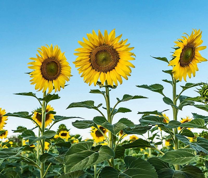 KANAYA Sunflower Seeds for Gardening, Balcony Gardening Seed  (180 per packet)