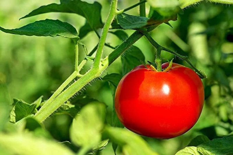 KANAYA Tomato Seed  (500 per packet)