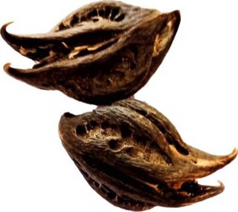 Lollafashion Bat Head Root Seed  (8 per packet)