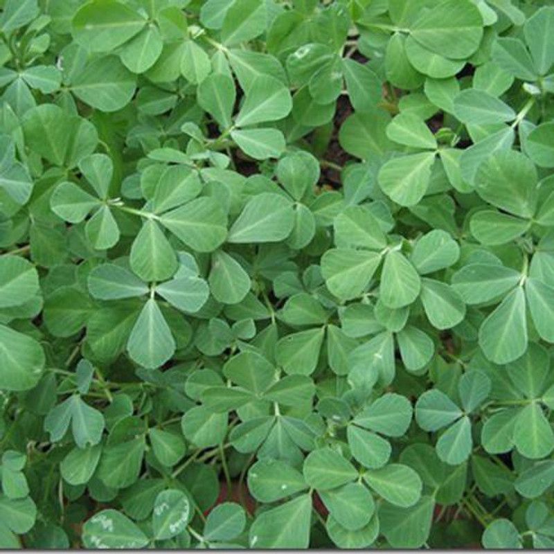 Greenly Methi/Fenugreek Seed  (45 per packet)
