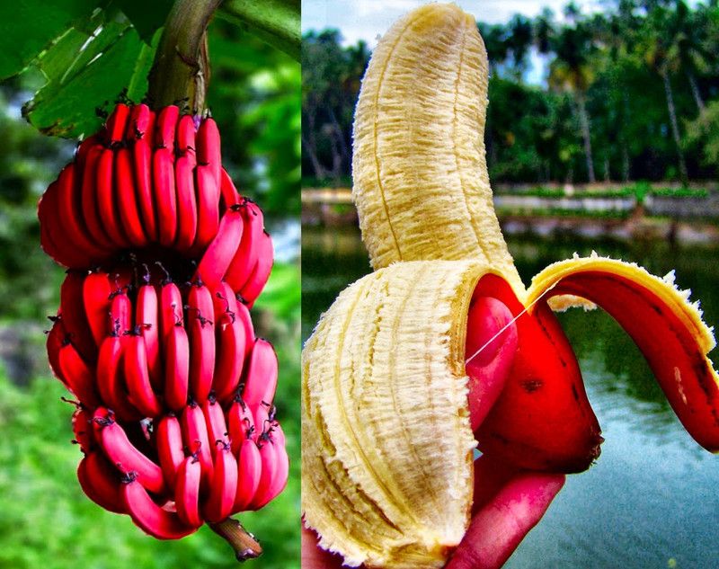 Heaven Of Saplings Banana Plant  (Hybrid, Pack of 1)