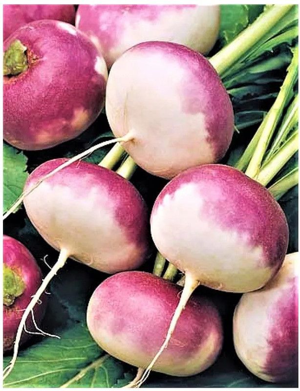 XOLDA Turnip White plant Seed  (52 per packet)
