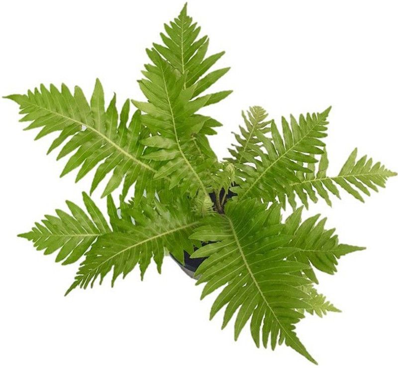 Edensfield Fern Plant  (Pack of 1)