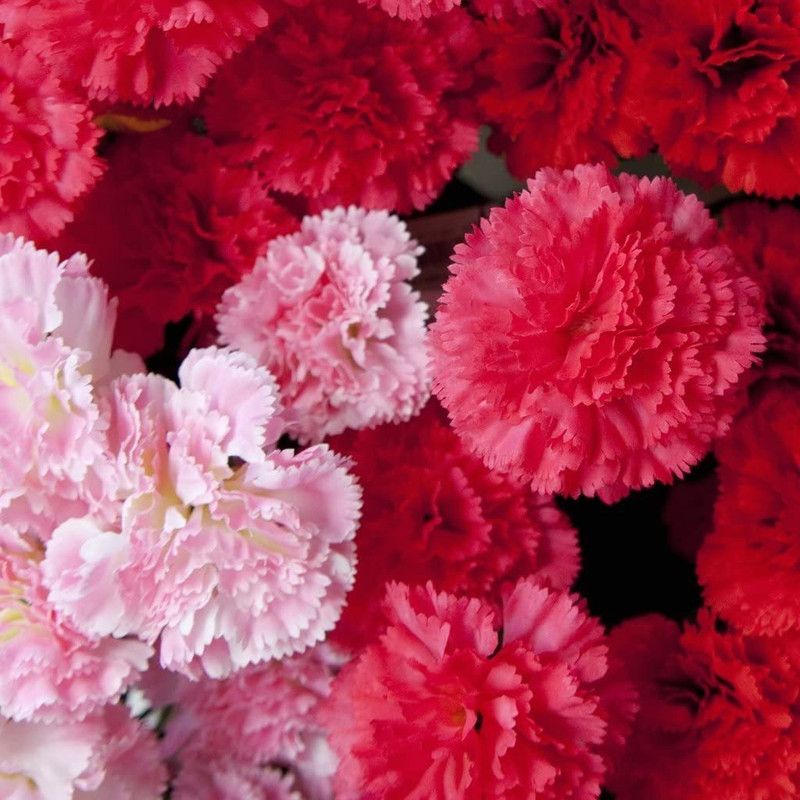 CYBEXIS Carnation Double Striped Seeds - Dianthus Caryophyllus Seed  (50 per packet)