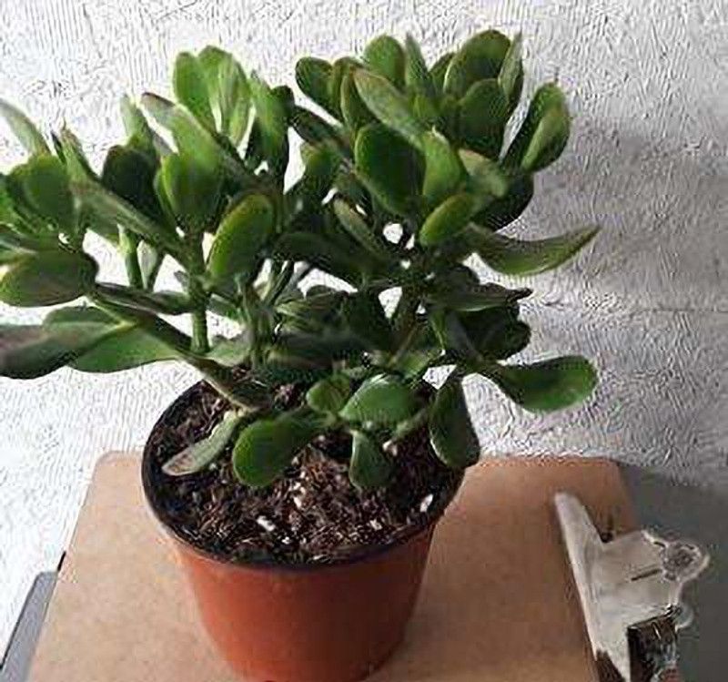 Zomoloco Jade Plant  (Hybrid, Pack of 1)