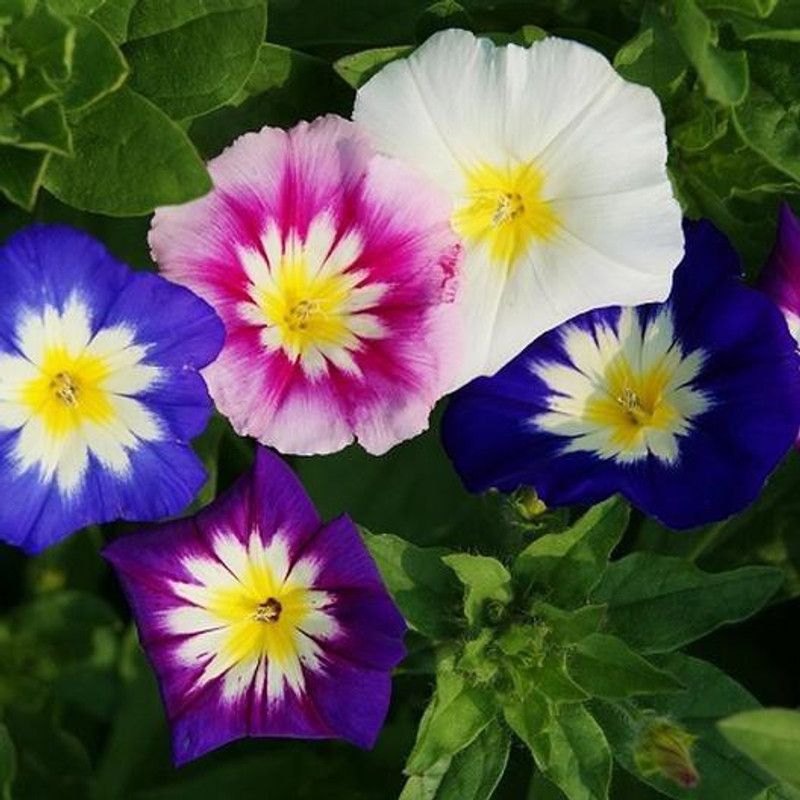 Paudha Morning Glory Mixed Seed  (13 per packet)