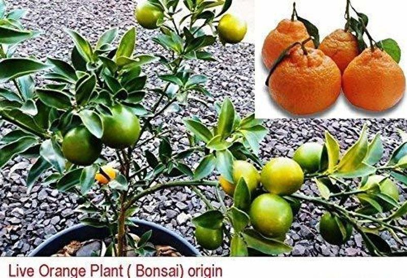 Bee Green Orange Plant  (Hybrid, Pack of 1)