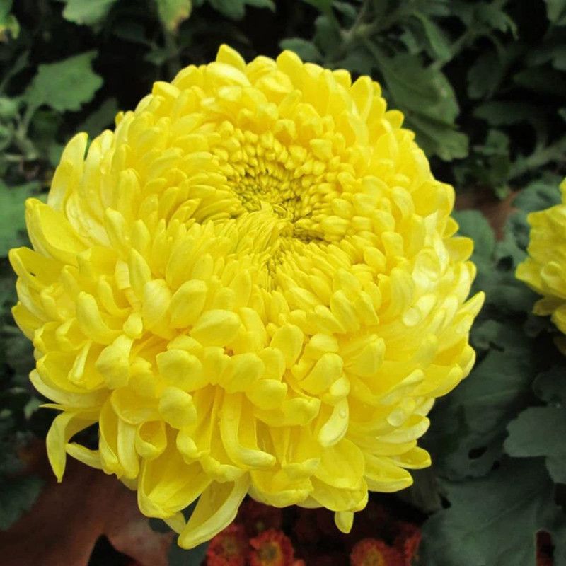 CYBEXIS Attractive Natural Yellow Chrysanthemum Seeds Seed  (1 g)