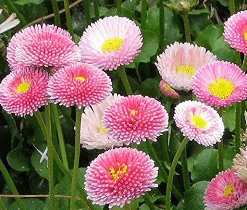 CYBEXIS English Daisy Mixed Colour Flower Seeds Good Germinetion Seed  (50 per packet)