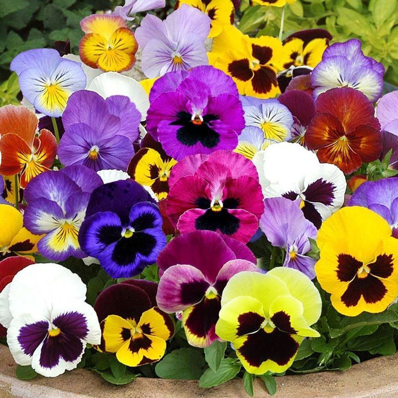 CYBEXIS Flower Seeds : Pansy Double Full Mixed Seed  (50 per packet)