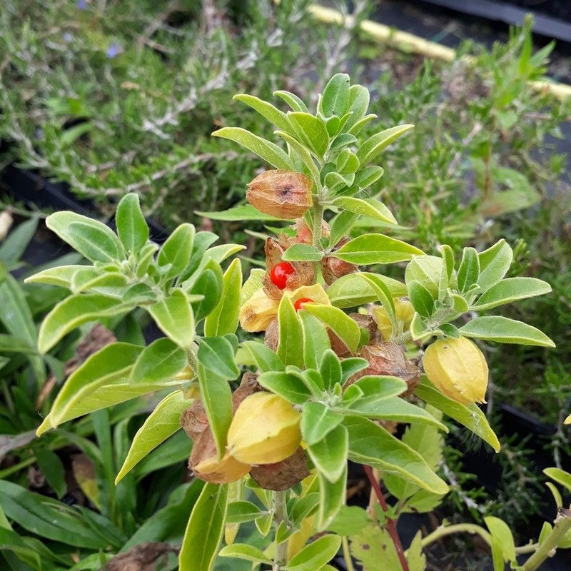 SAGAR Ashwagandha Seed  (300 per packet)
