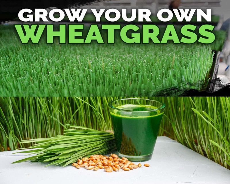 VibeX WHEAT Grass Seeds Seed  (250 per packet)