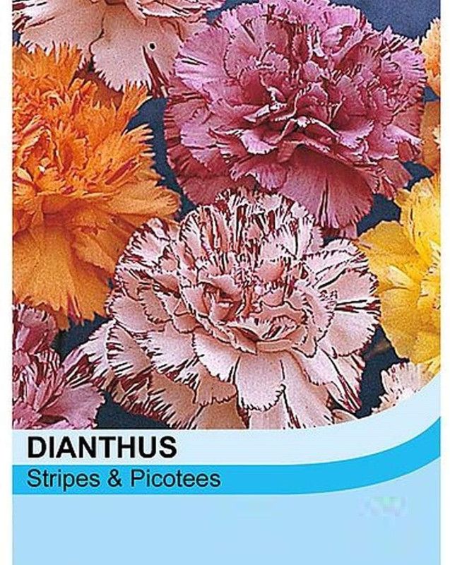 CYBEXIS Carnation - Chabaud Picotee Fantasy Mixed Seed  (1 g)